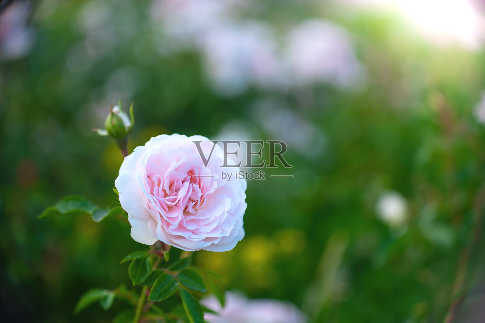 春天花园里盛开的白玫瑰照片摄影图片