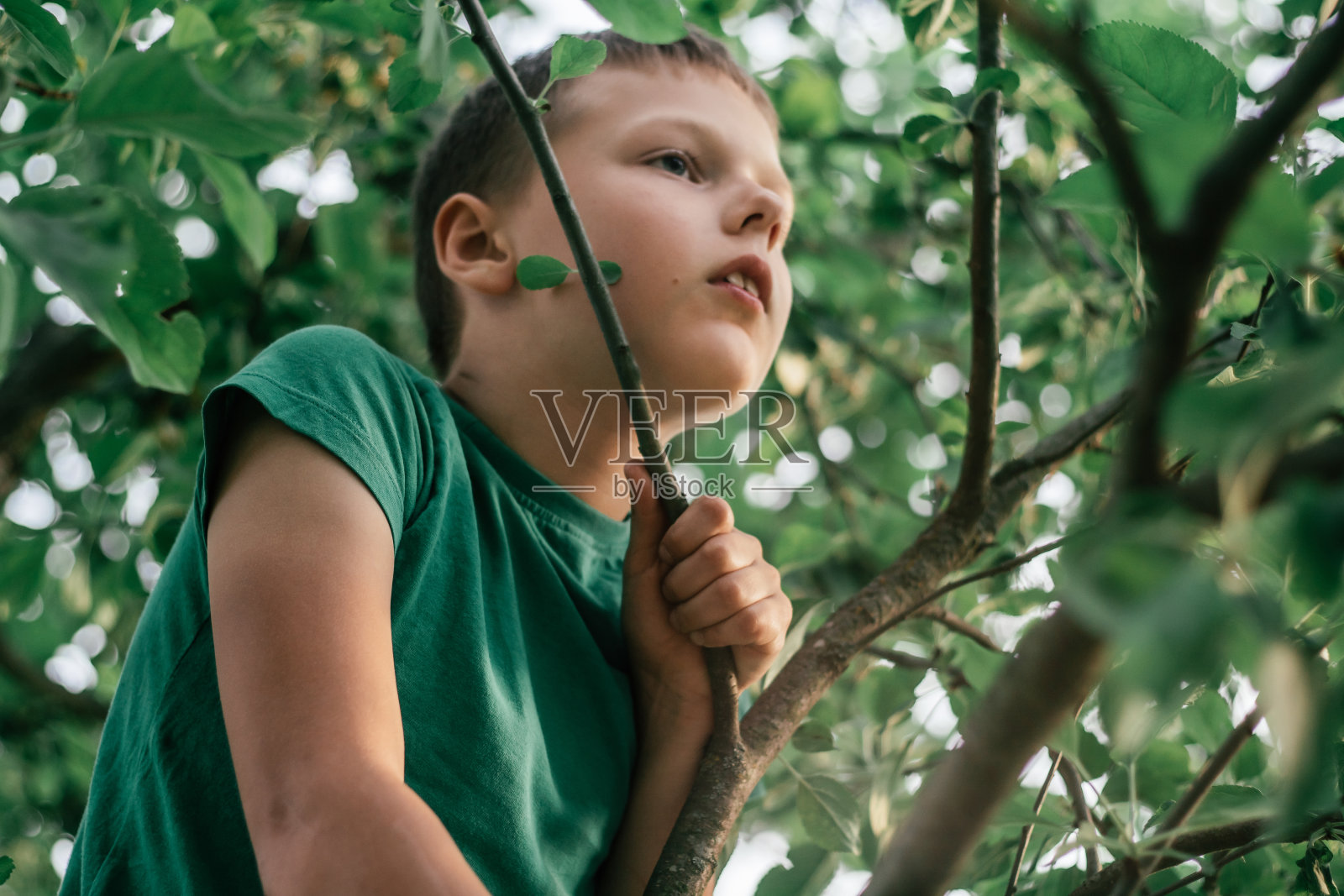 8-10岁的男孩穿着绿色t恤，坐在树上的绿叶间，沐浴在阳光里照片摄影图片