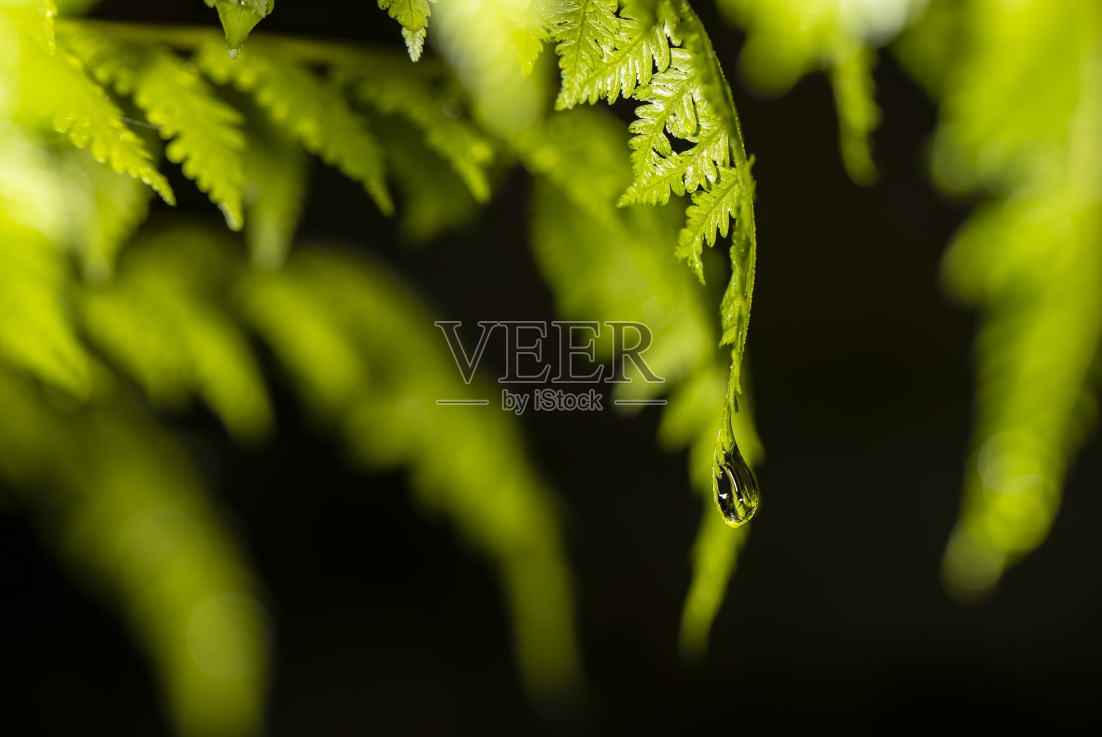 蕨类植物上有露珠。照片摄影图片
