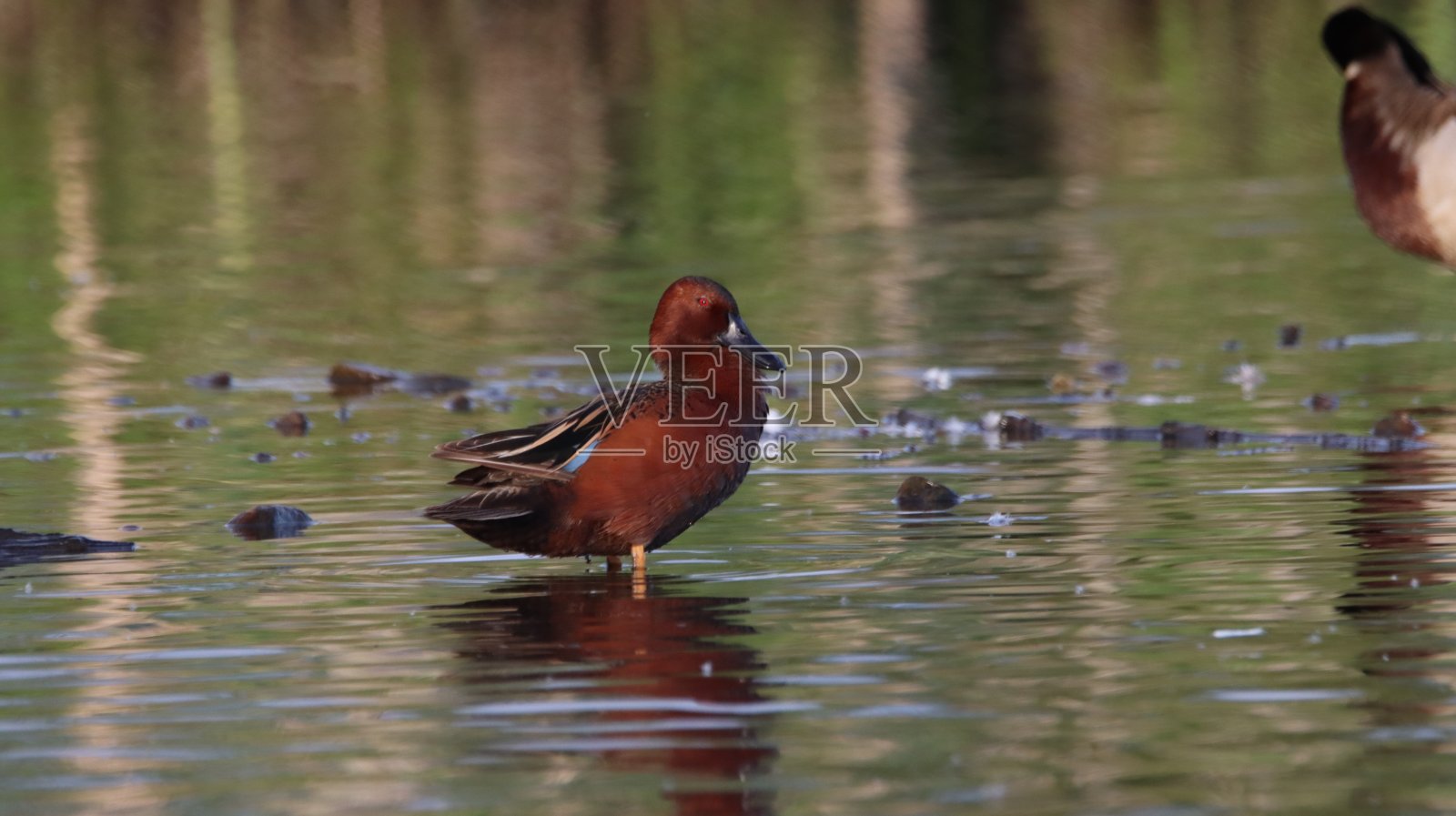 桂皮鸭水鸟栖息在湿地池塘照片摄影图片