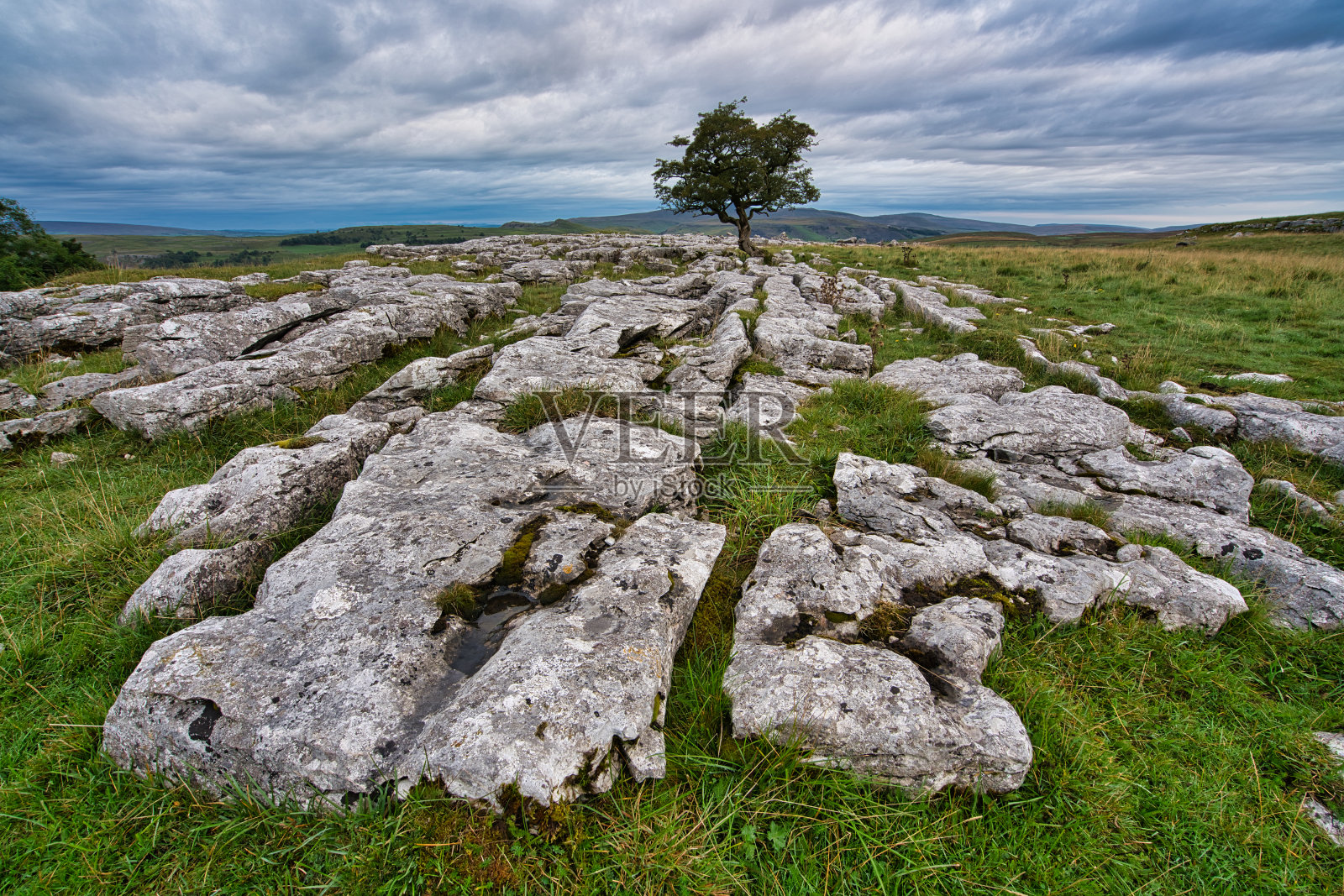 山楂树在天然石灰石路面岩石形成，克雷文，北约克郡，约克郡山谷，英国，英国照片摄影图片