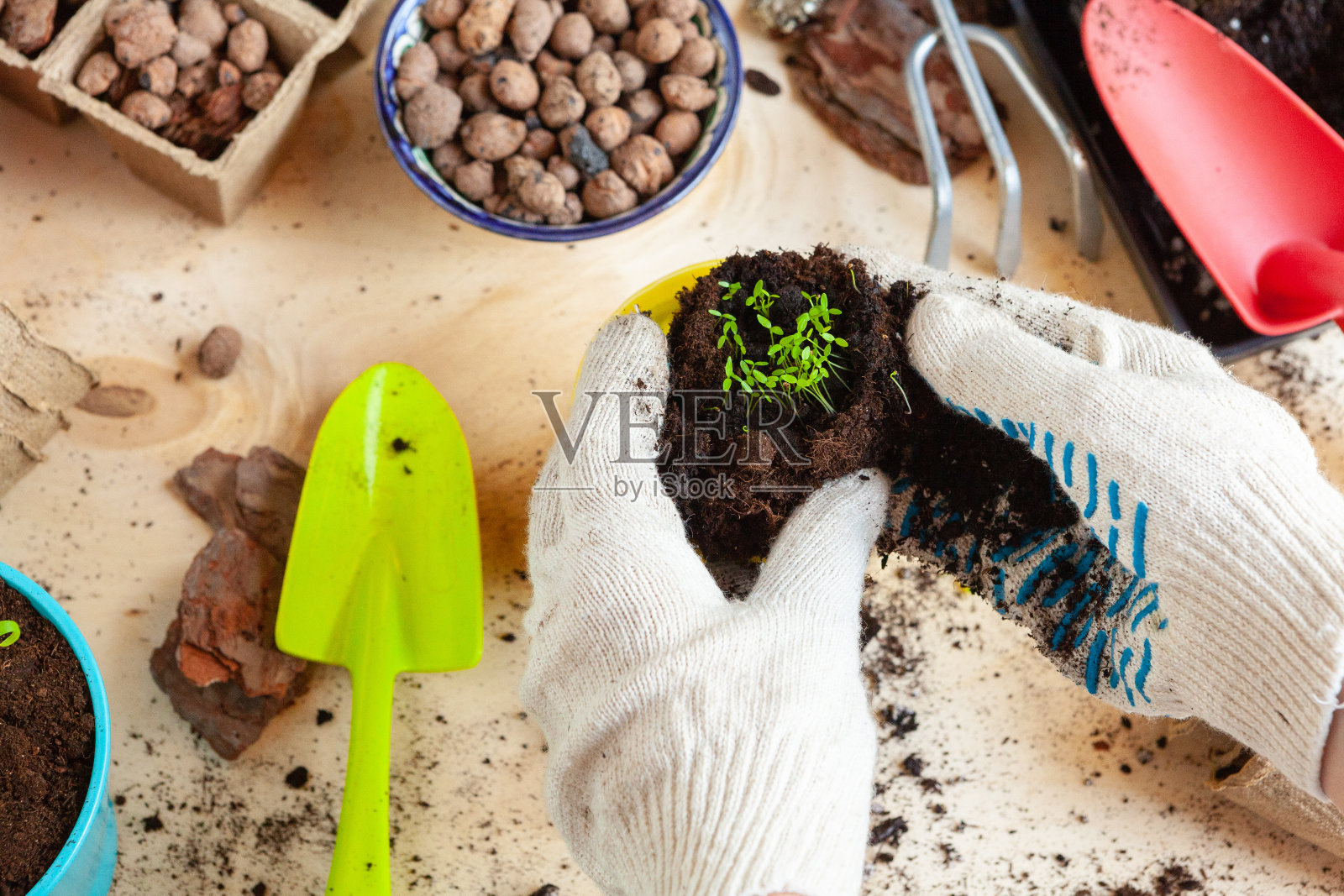 将植物移植到新花盆中的手的特写照片摄影图片