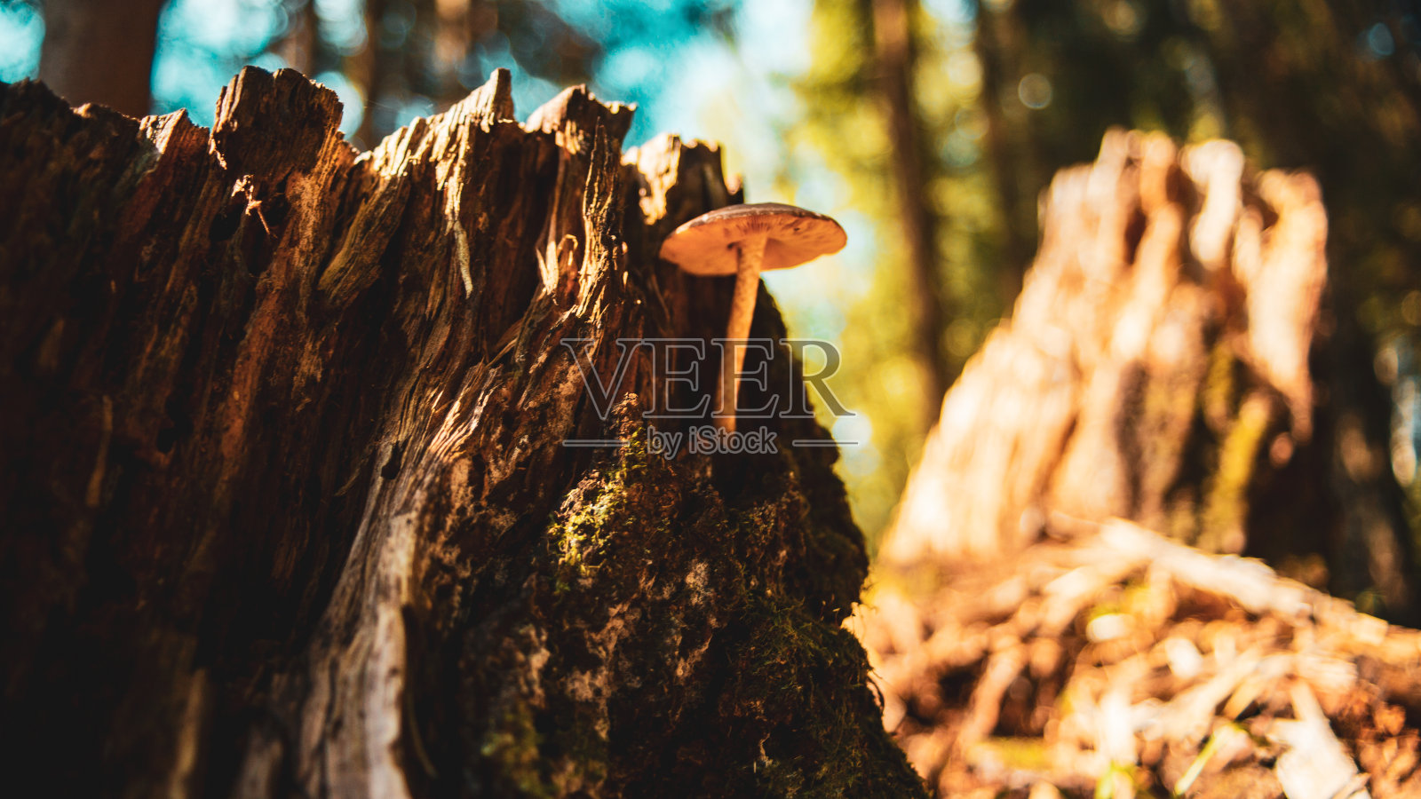 森林里的一个树桩上长着一个特写蘑菇照片摄影图片