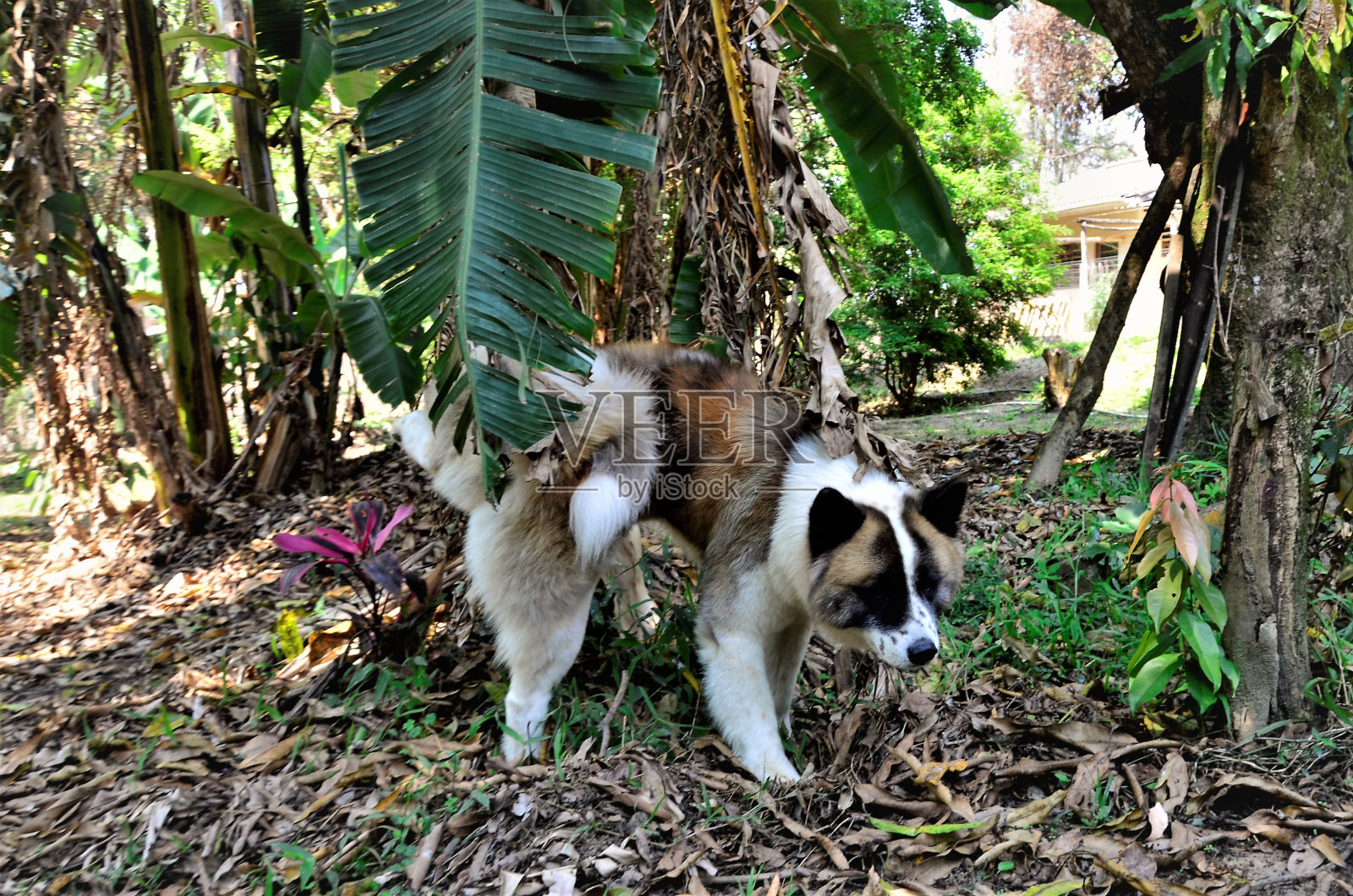 一只美国秋田犬在后院撒尿照片摄影图片