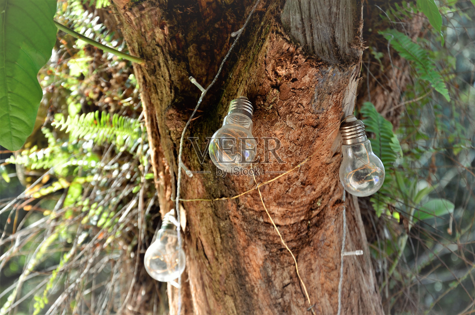 后院的树干上挂着灯照片摄影图片