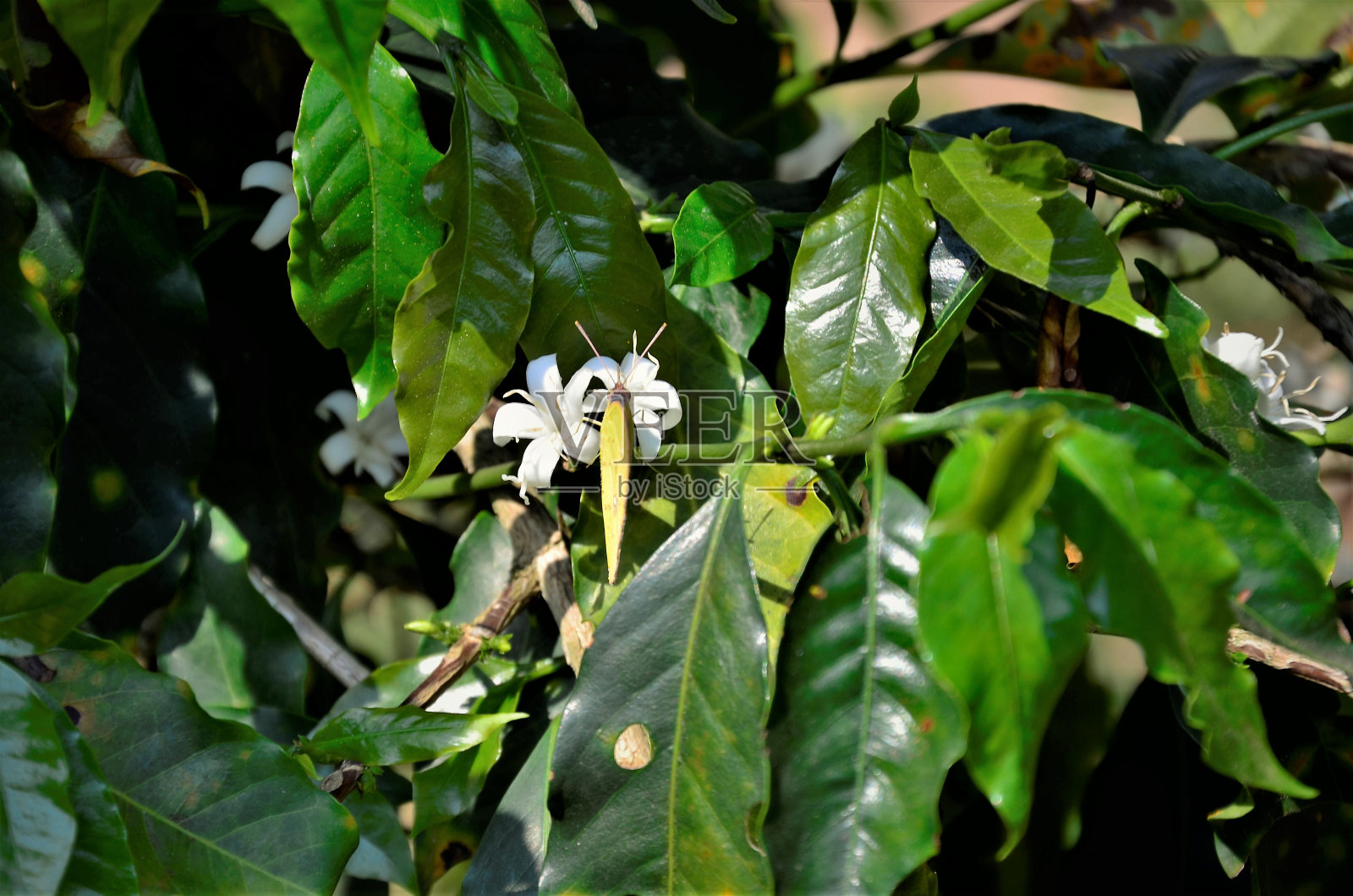 蝴蝶菲比菲菲菲在咖啡sp花游行照片摄影图片