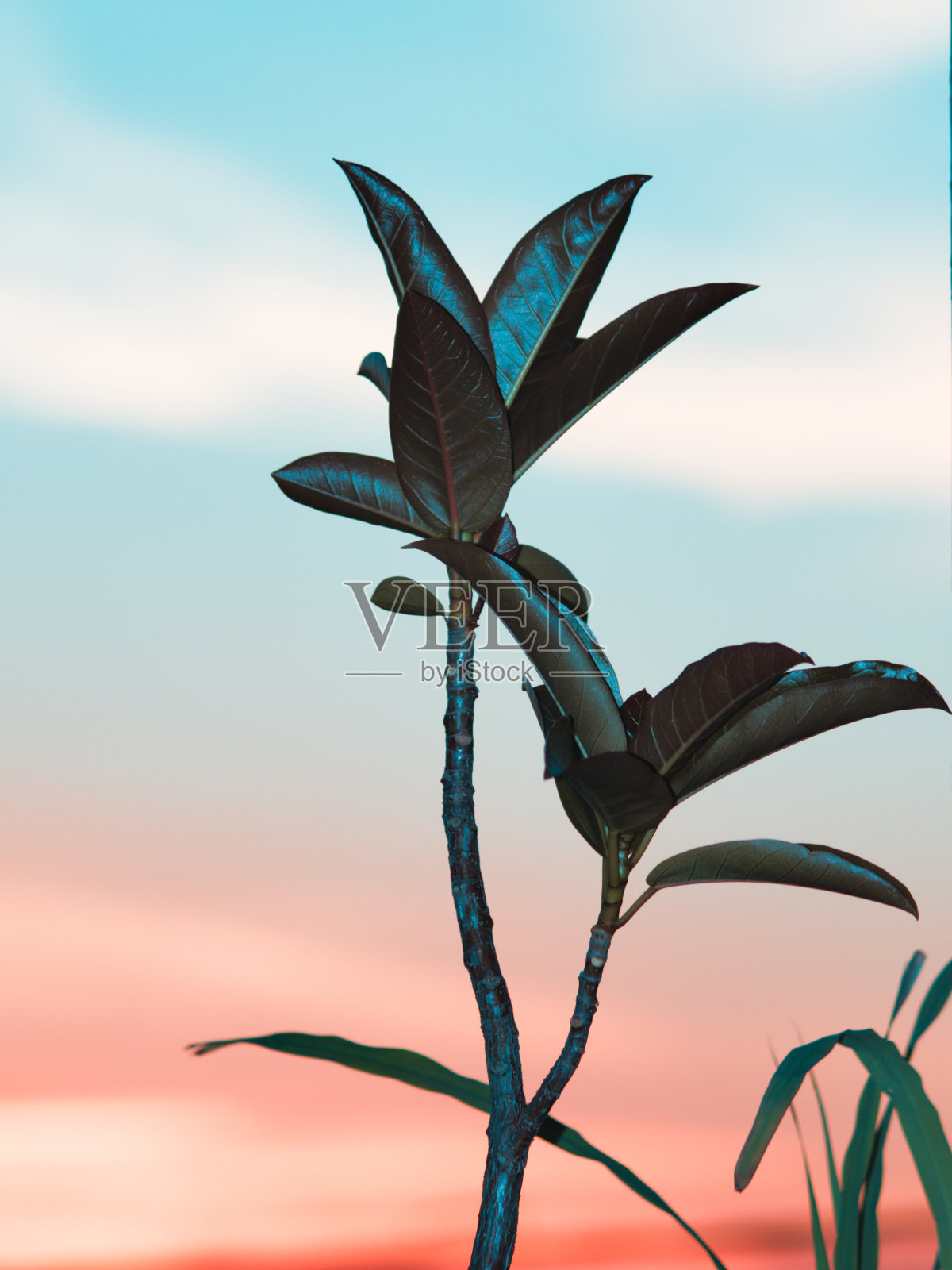 一棵小无花果树的树枝被闪光照亮，在暮色中，蓝色的天空下有橙色阴影的云。照片摄影图片