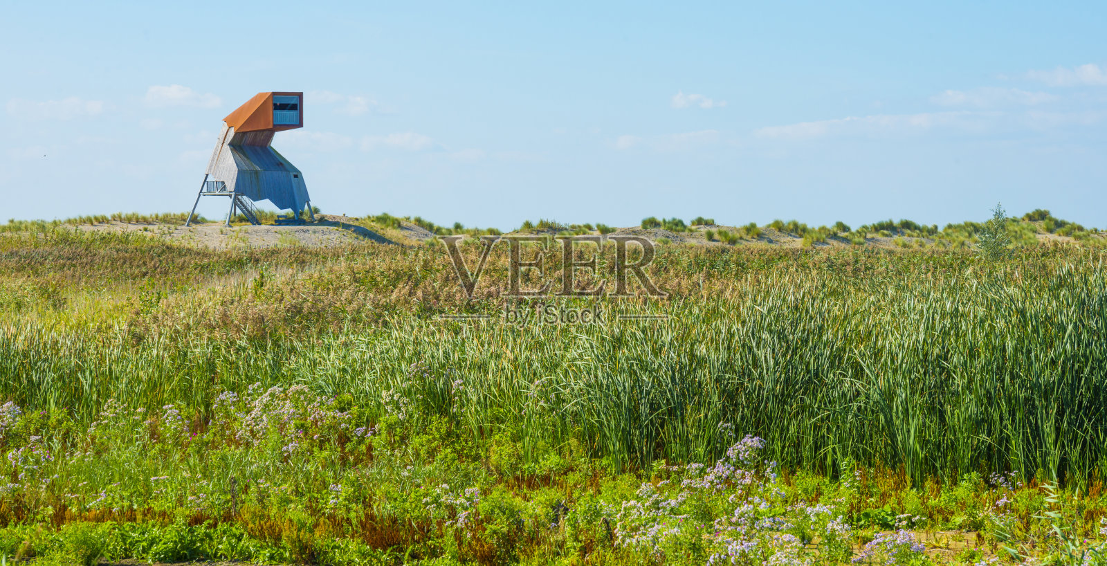在夏日明媚的阳光下，蔚蓝的天空下，沿着岛屿海岸生长着玛兰草的沙丘照片摄影图片