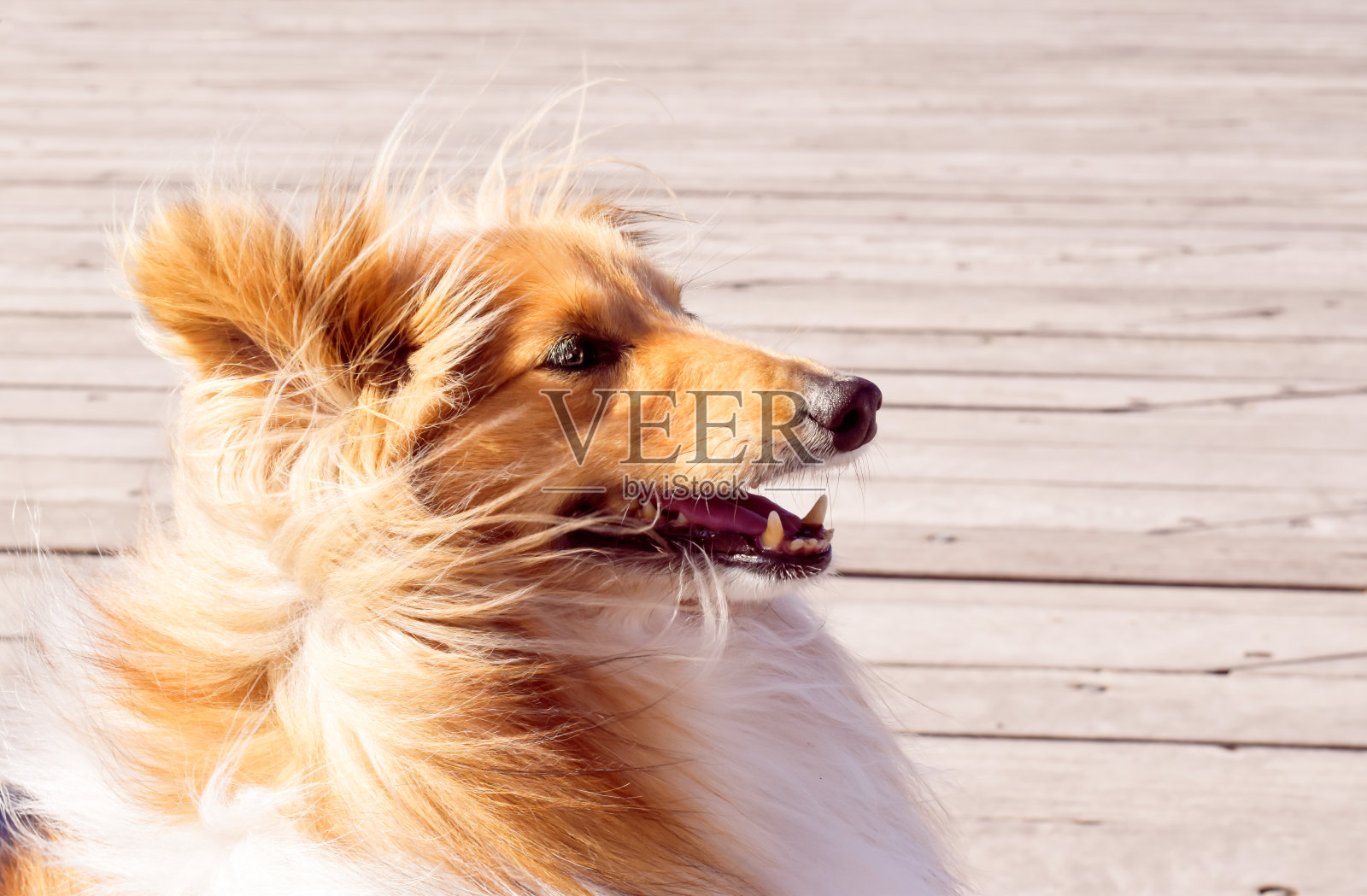 木制背景下美丽的柯利犬照片摄影图片