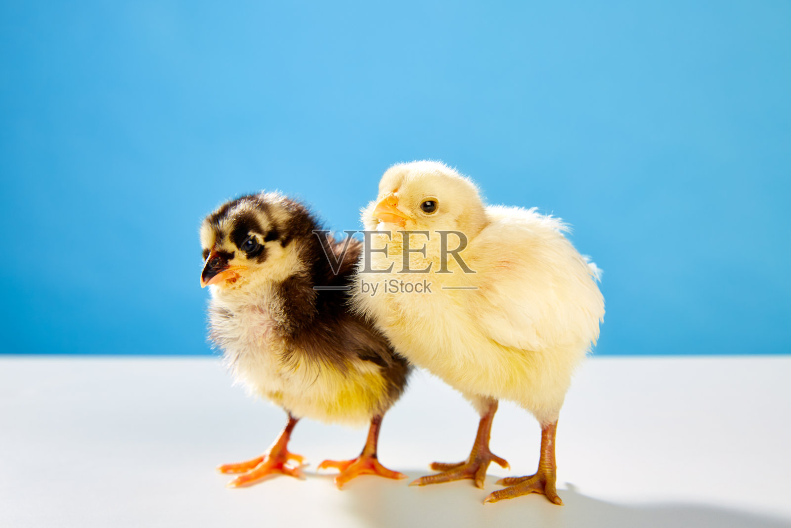 小鸡一对黄色和黑色在桌子上与蓝色照片摄影图片
