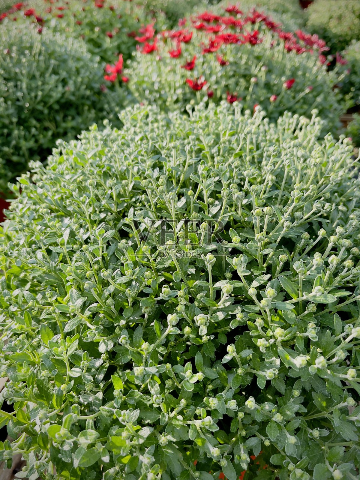 花园里菊花照片摄影图片