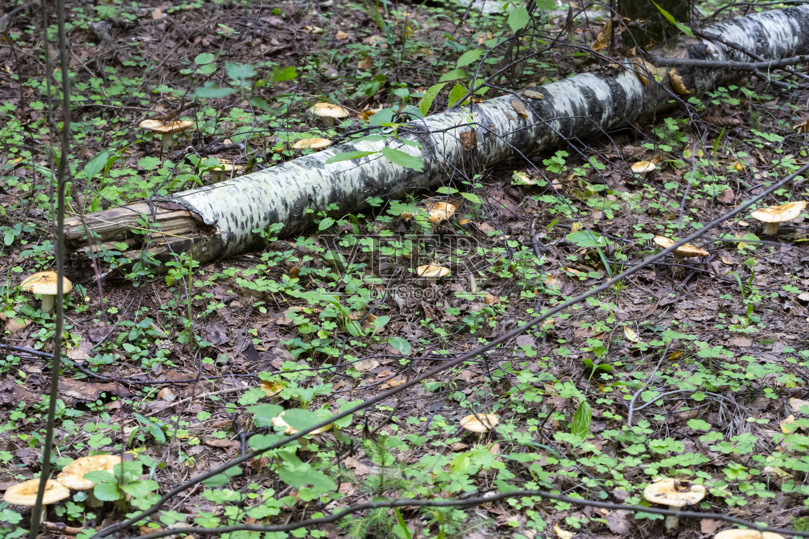 乳菇，俗称胡芦巴奶帽，产于森林苔藓中，颜色为灰粉色的食用蘑菇照片摄影图片