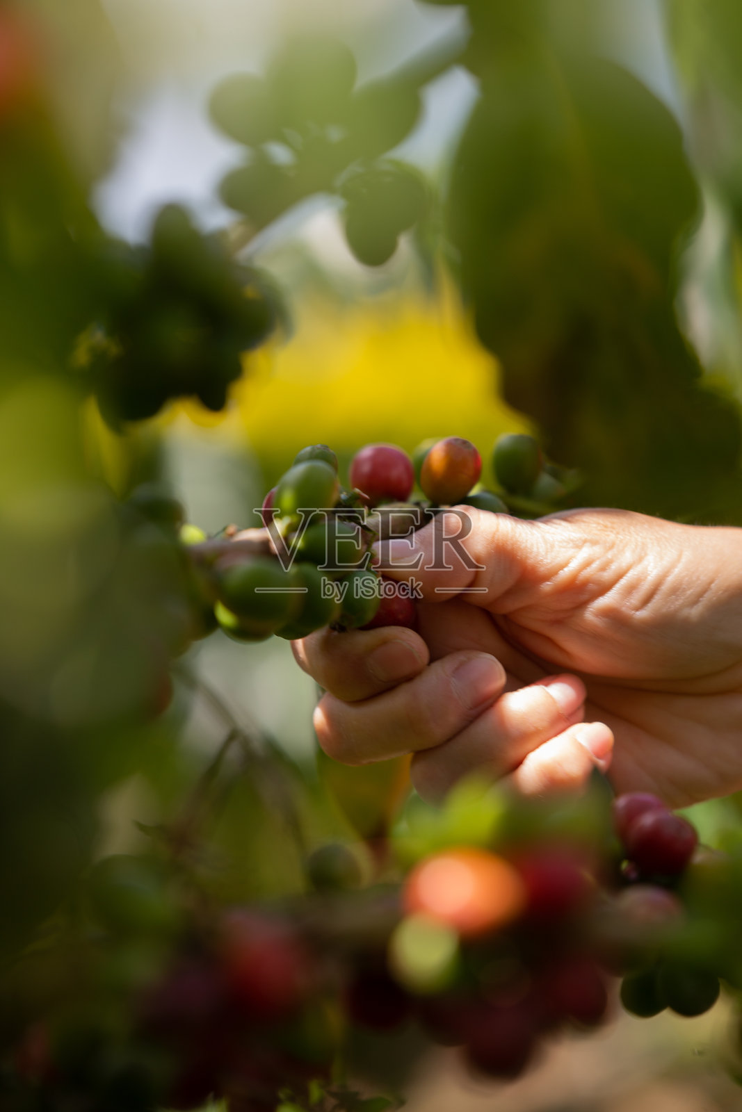 从哥伦比亚的咖啡植物中手工采摘用于出口照片摄影图片