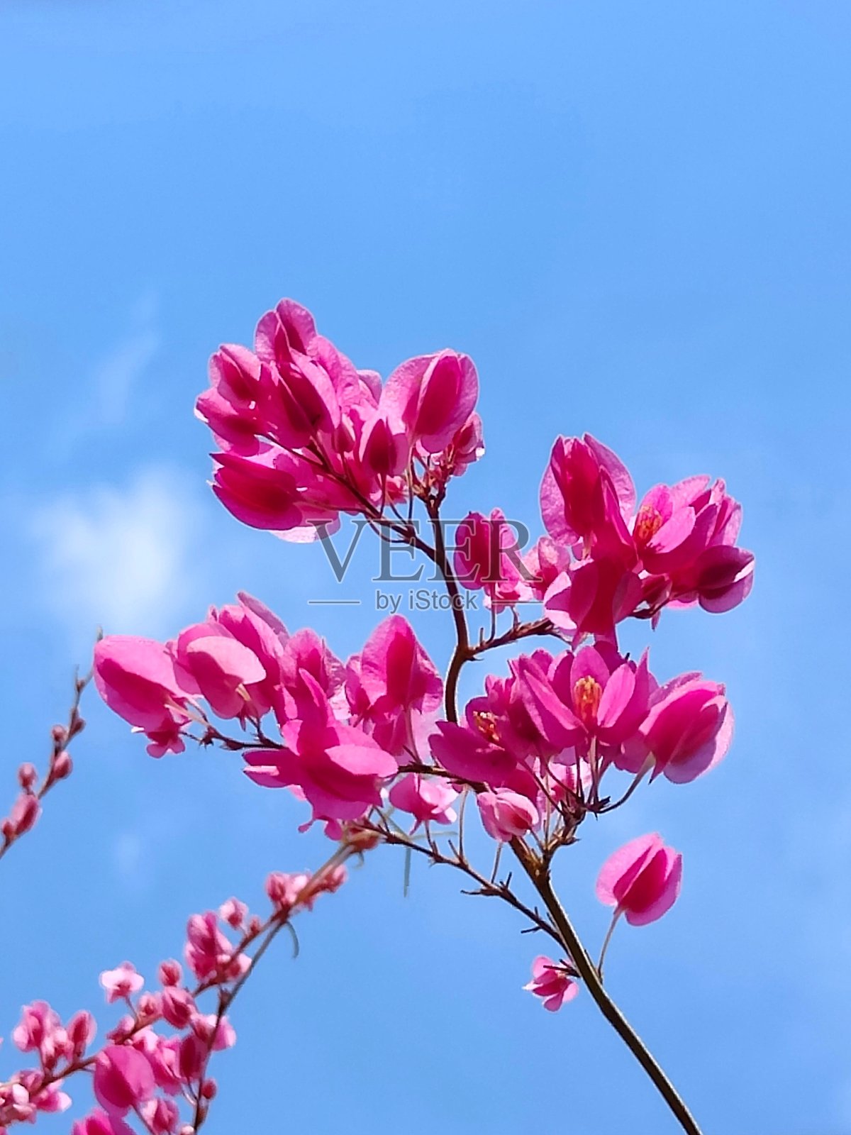 以天空为背景的粉红色花朵照片摄影图片