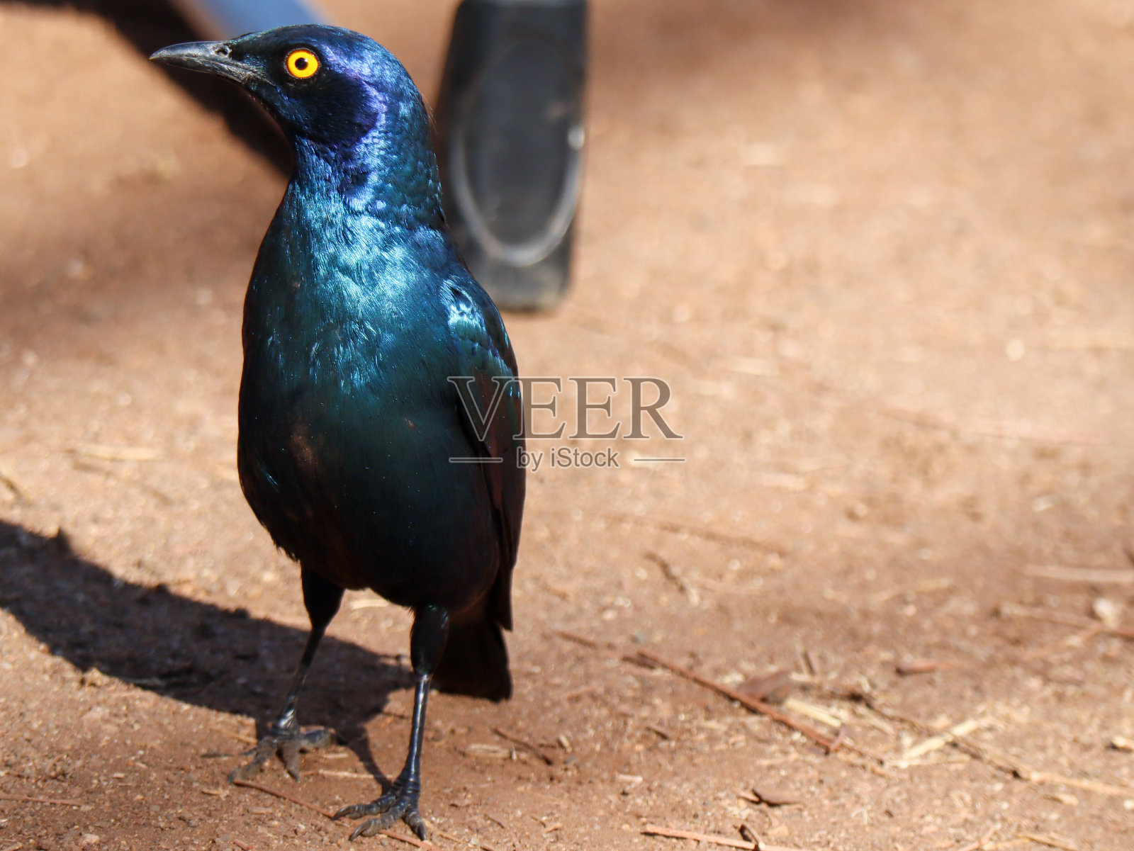 更伟大的蓝耳椋鸟站在地面上照片摄影图片