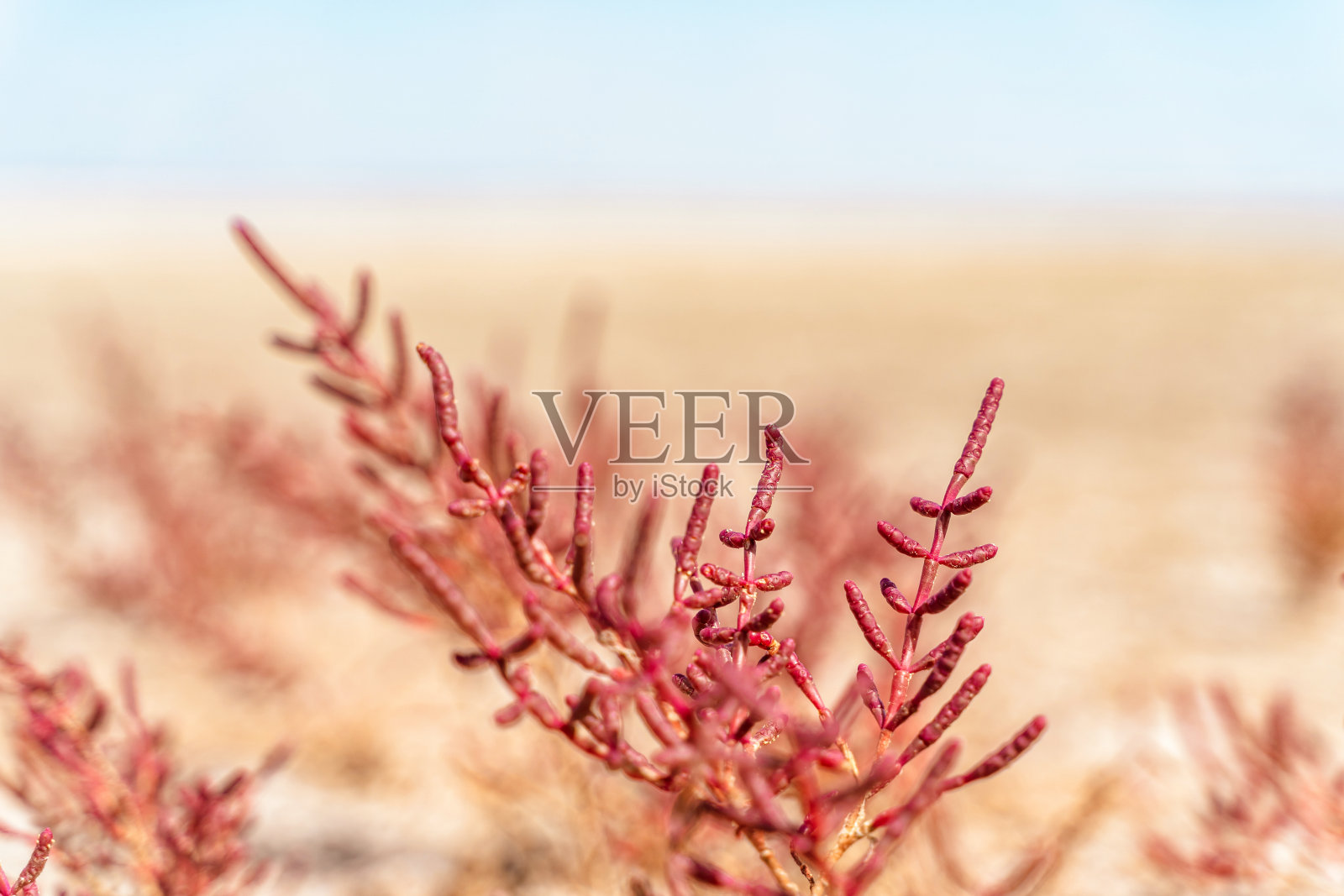 盐湖岸边红色多肉的索罗鱼。照片摄影图片