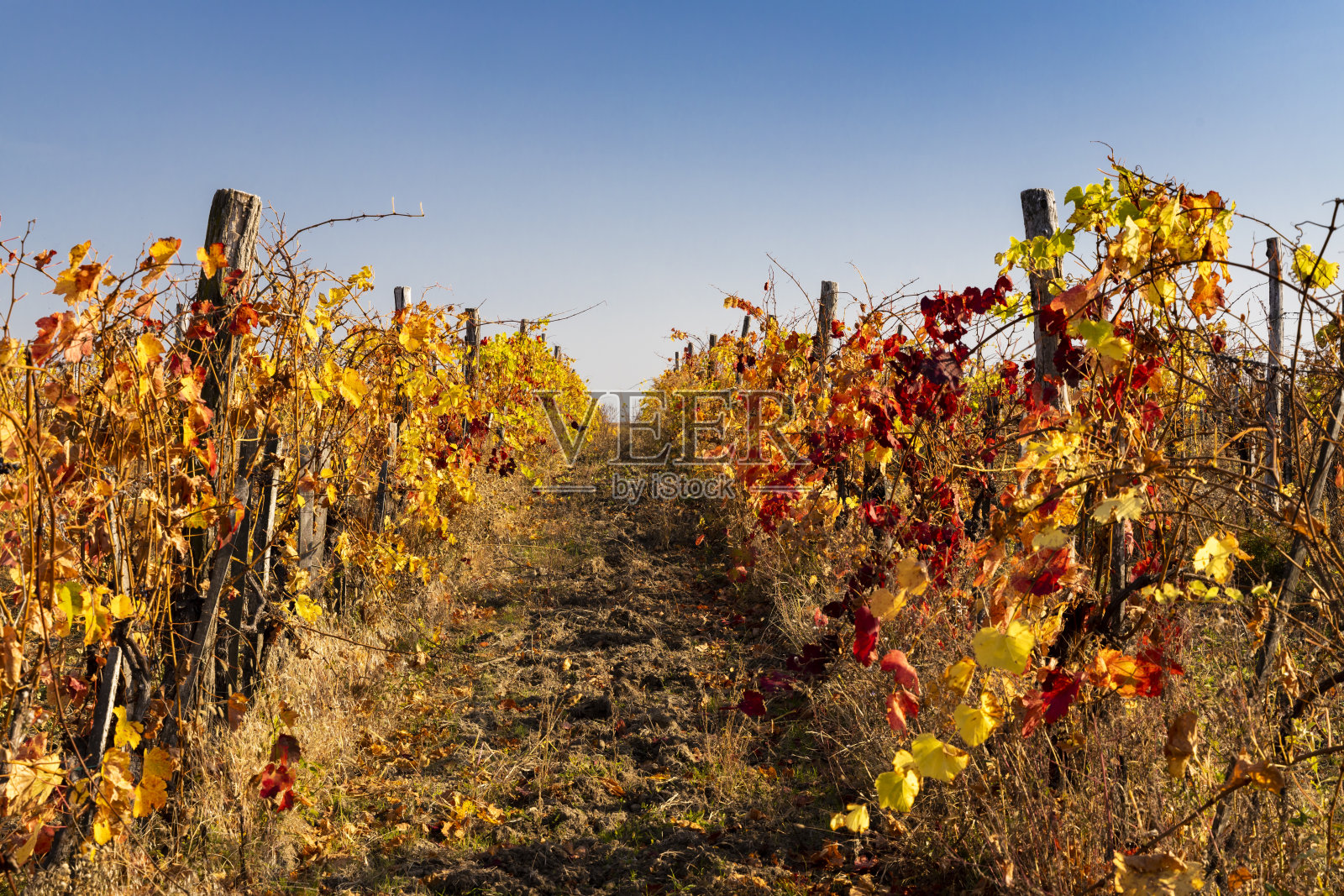 匈牙利北部埃格尔附近的秋季葡萄园照片摄影图片