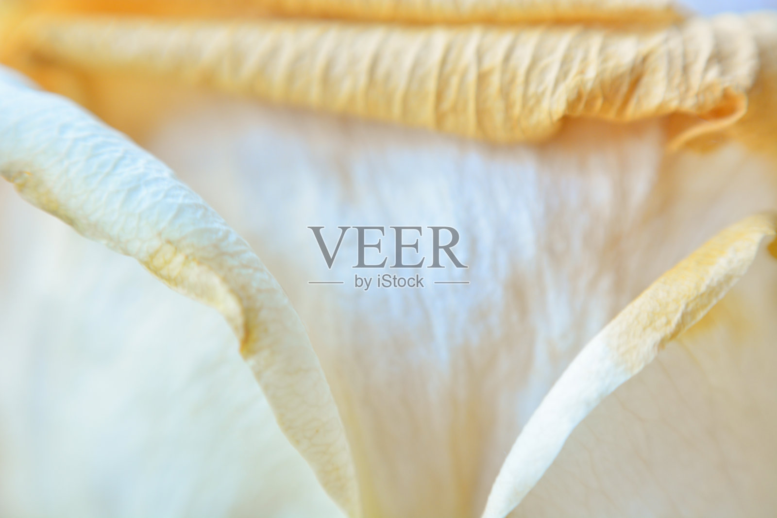 旋转的干玫瑰花瓣。特写,柔软的焦点。照片摄影图片