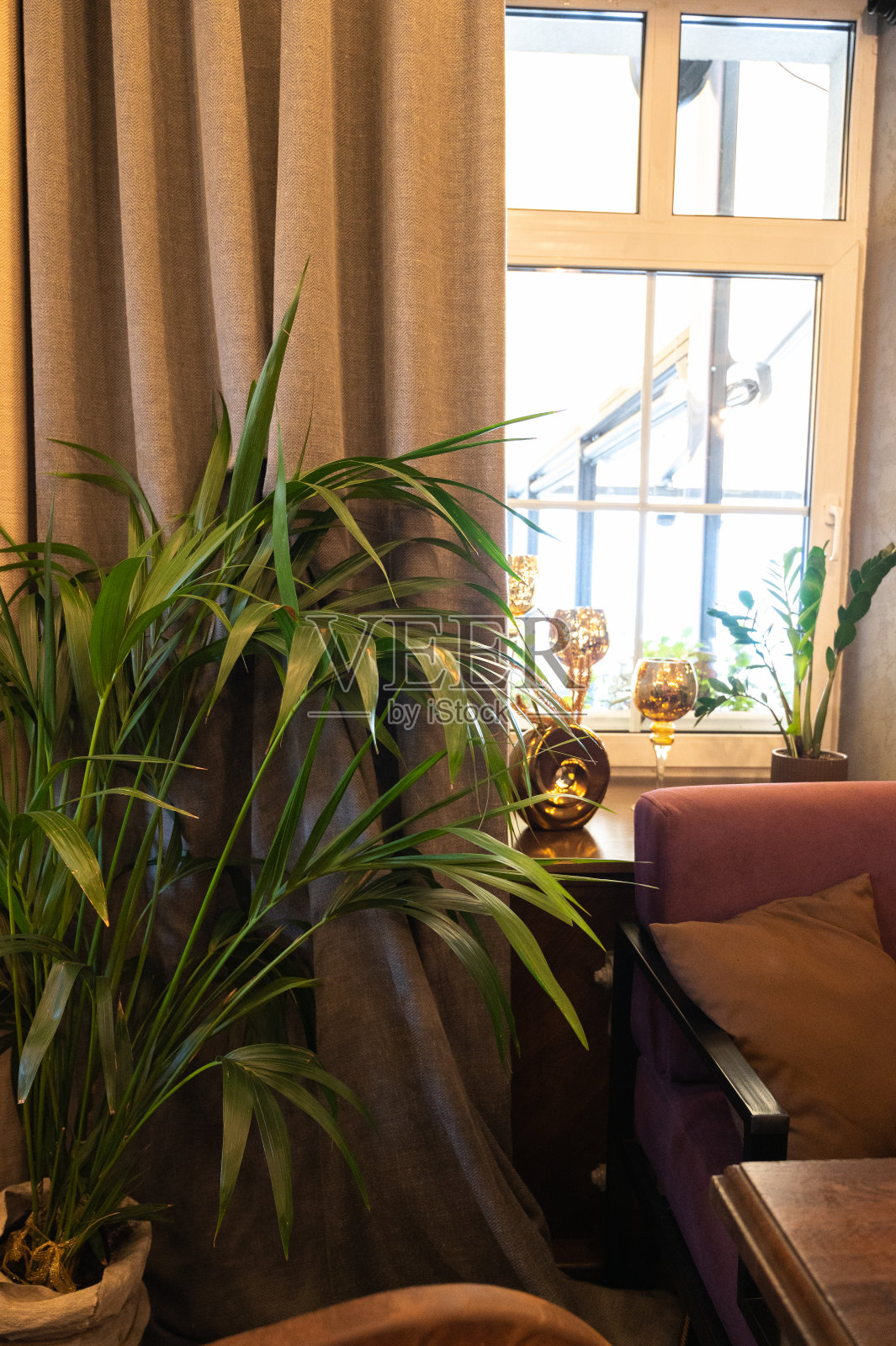 花盆里的绿色大棕榈树，房子装饰。室内有绿色植物照片摄影图片