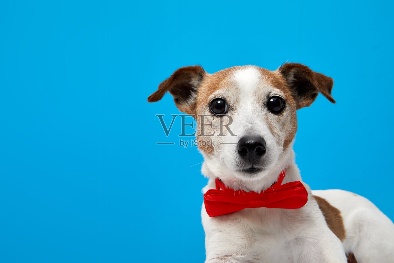 工作室里戴着领结的可爱小狗照片摄影图片