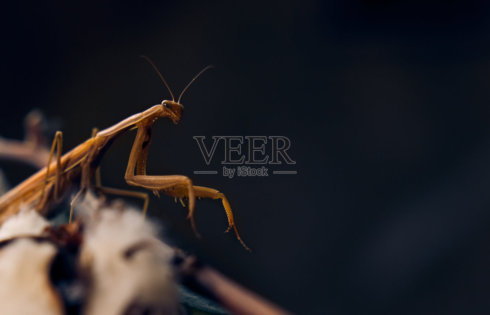 把螳螂放在干燥的植物上。颜色鲜艳,关闭,,照片摄影图片