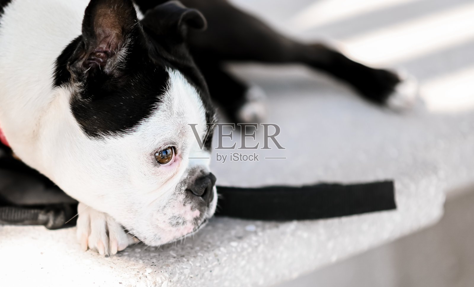 放松宠物波士顿梗纯种宠物狗照片摄影图片