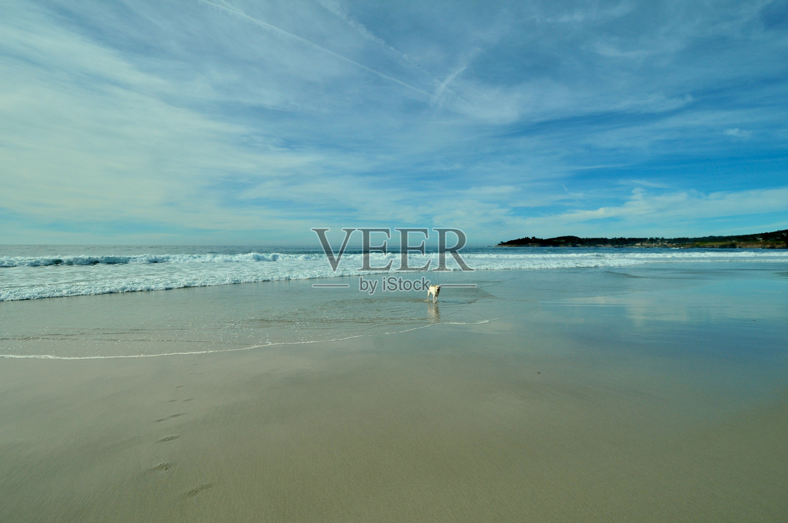 沙滩上的狗照片摄影图片