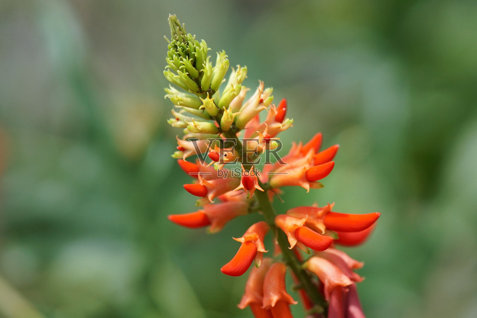 芦荟marlothii花照片摄影图片