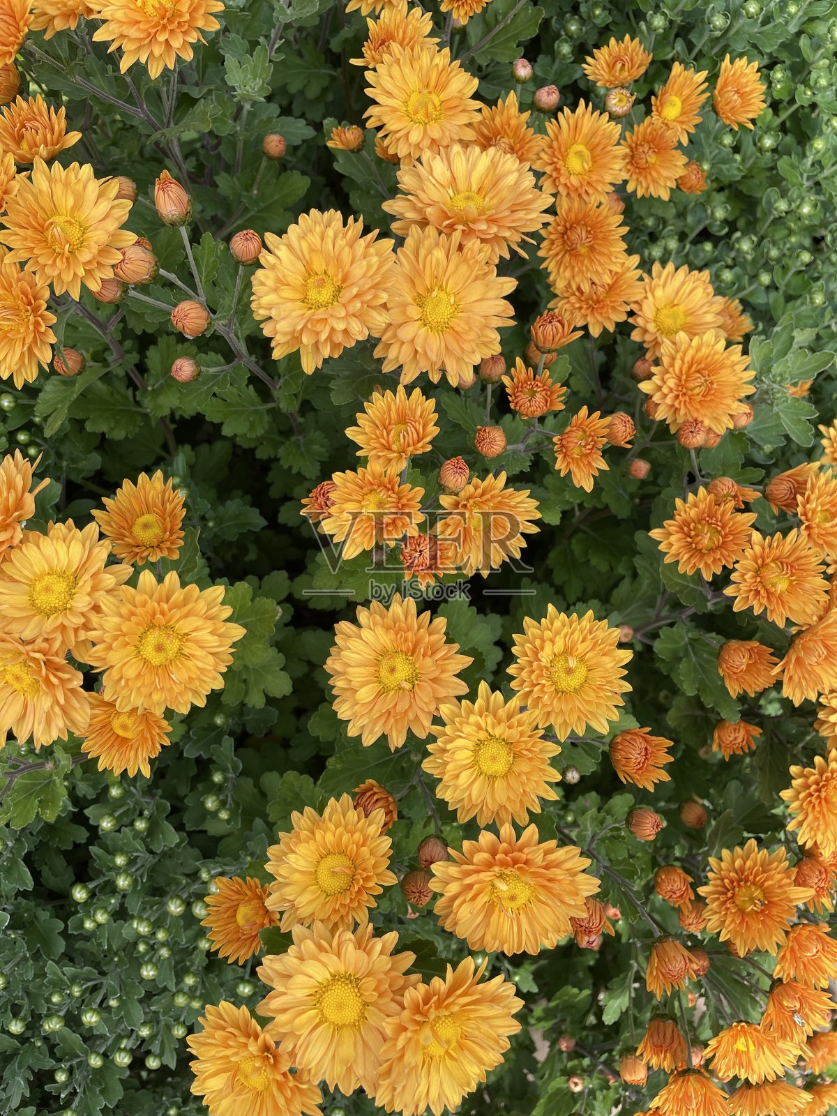 赤陶色菊花特写照片摄影图片