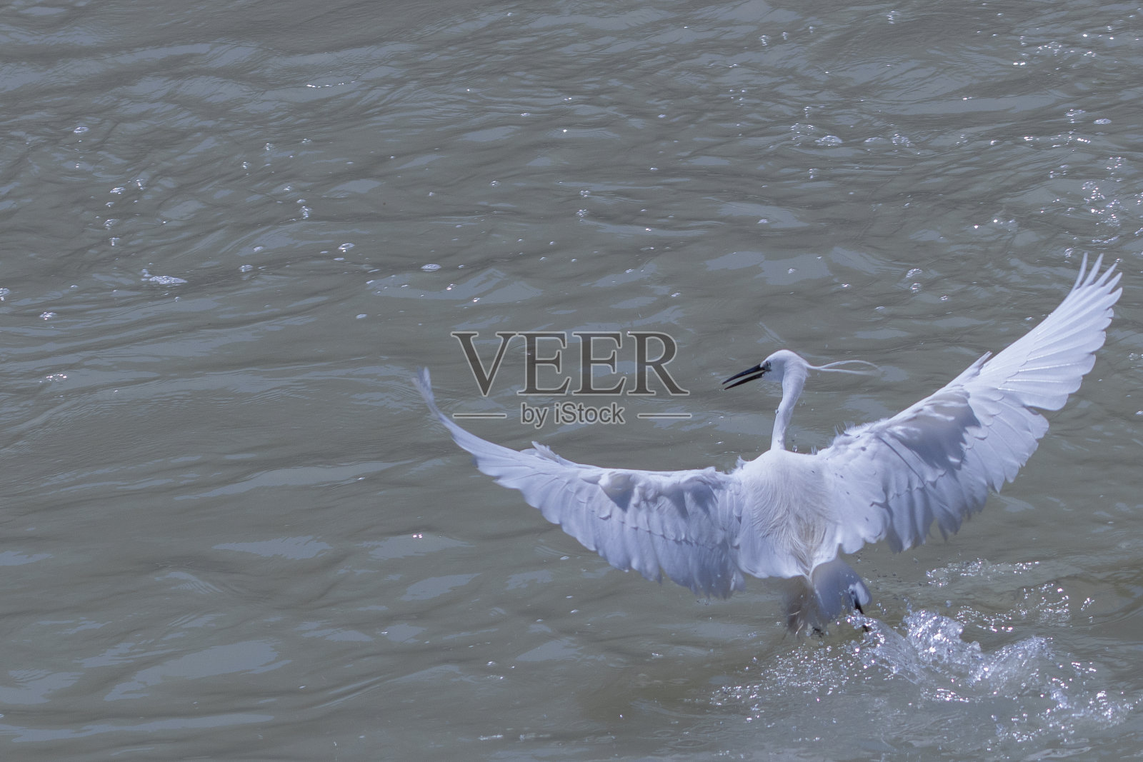 鹭照片摄影图片