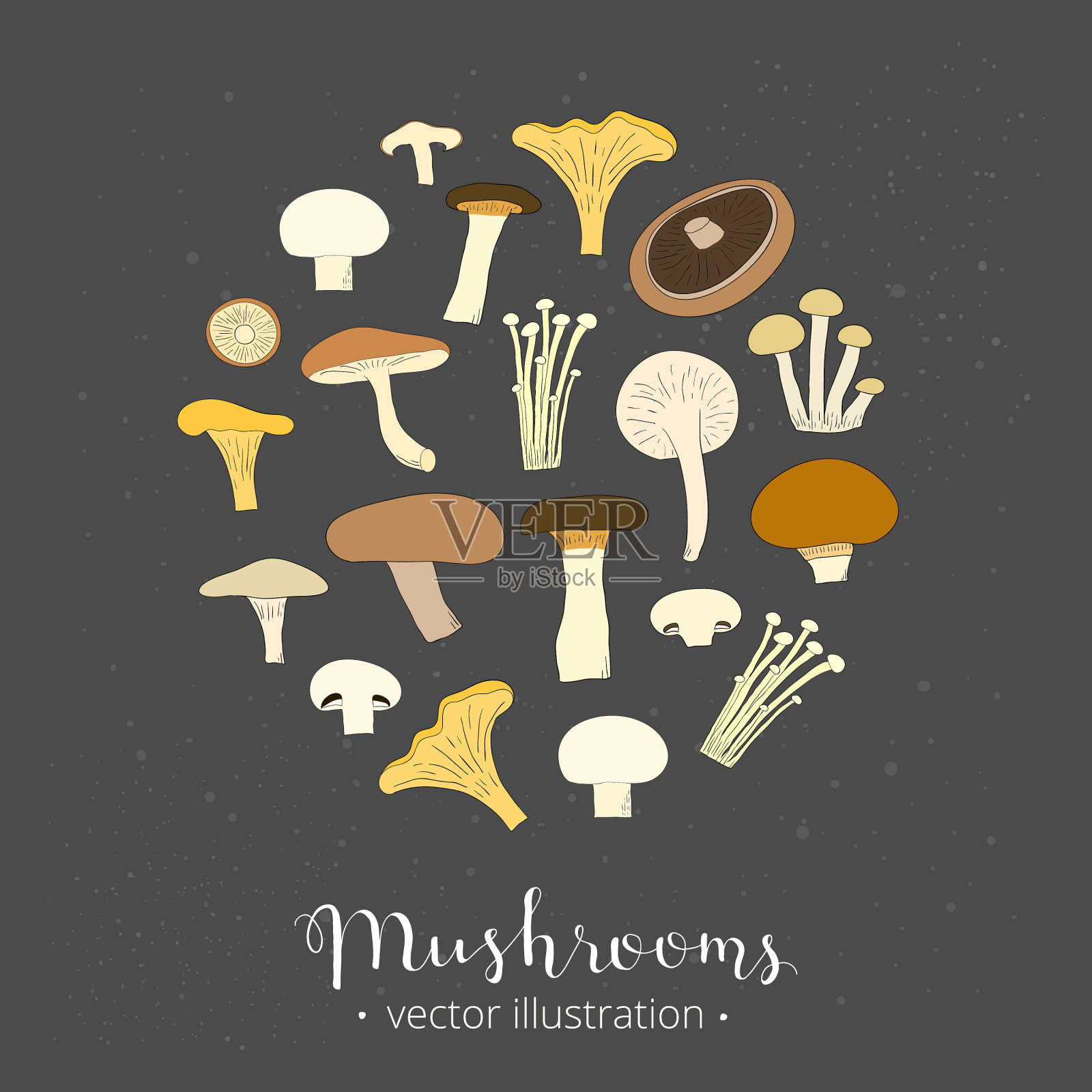 圆形食用蘑菇插画图片素材