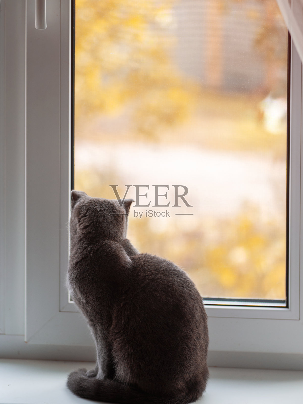 那只猫正坐在窗台上看着窗外。窗外是秋天。概念图照片摄影图片