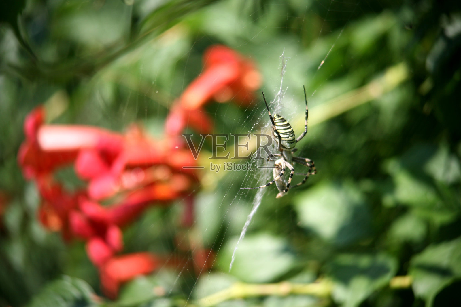 蜘蛛。亚速海。Arabat箭头照片摄影图片