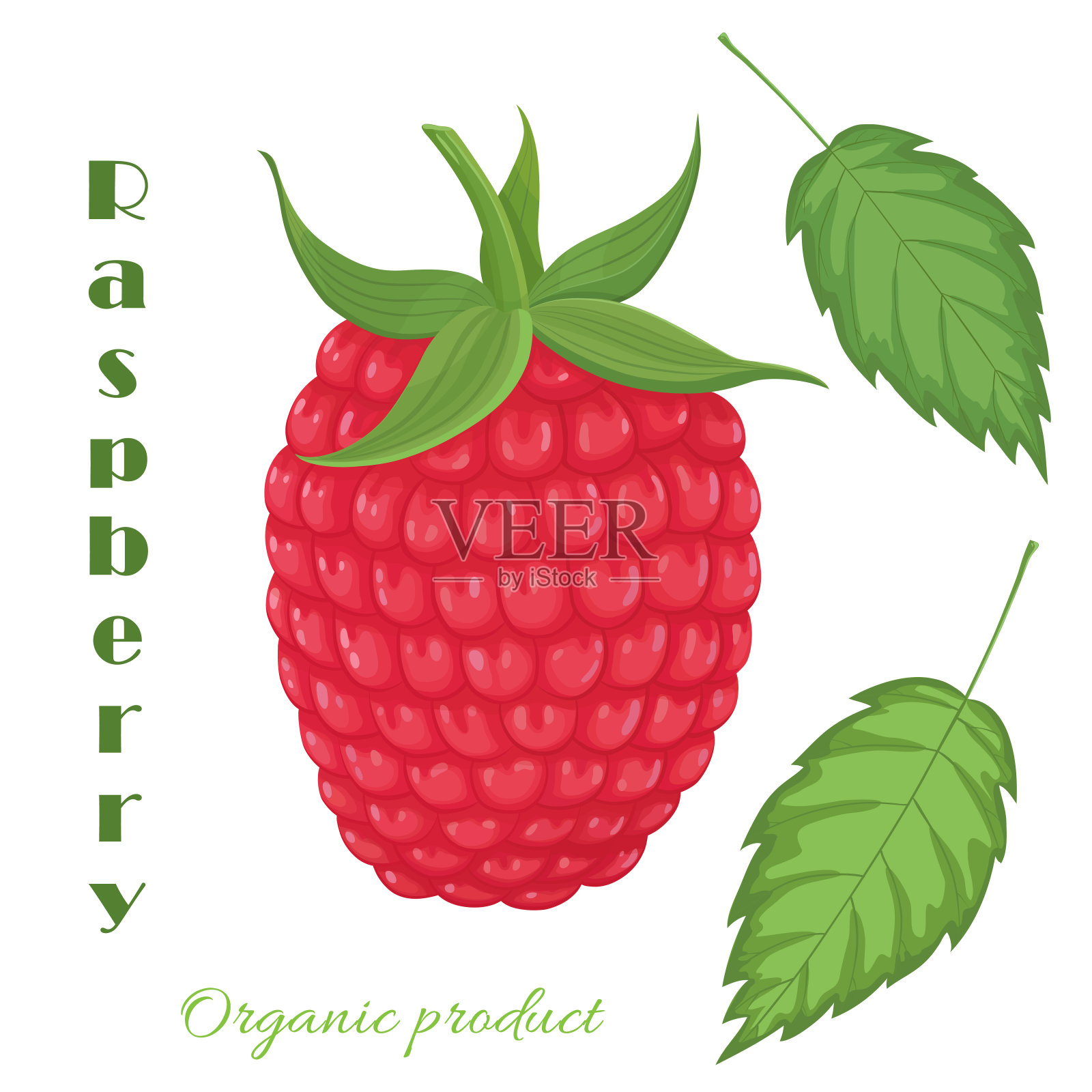 3、覆盆子插图插画图片素材