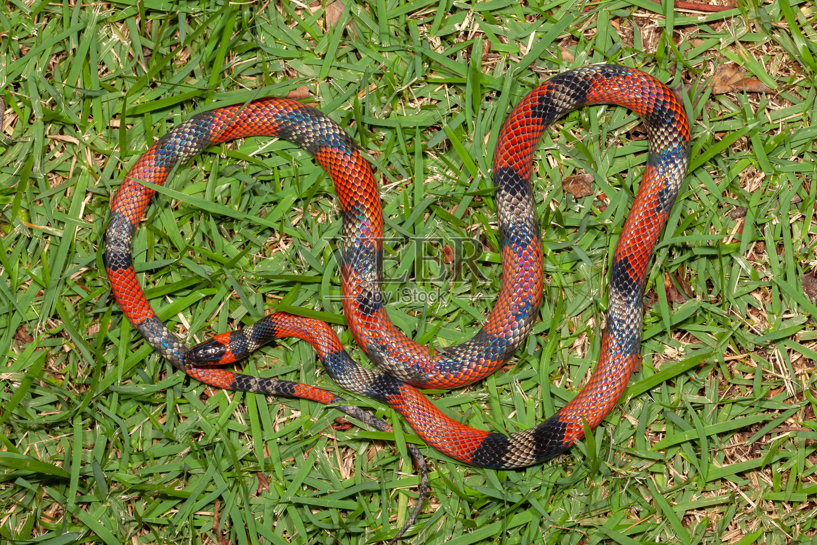 假珊瑚蛇龟背照片摄影图片