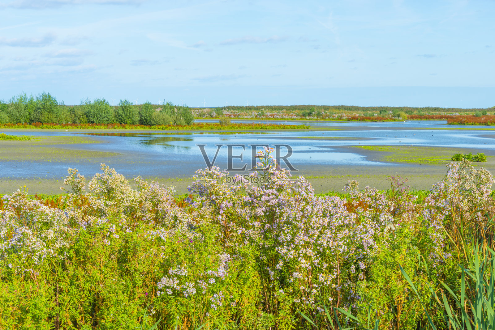 一处自然保护区，有野花、香柏和芦苇，沿着岛屿的海岸，在夏天蔚蓝的天空下照片摄影图片