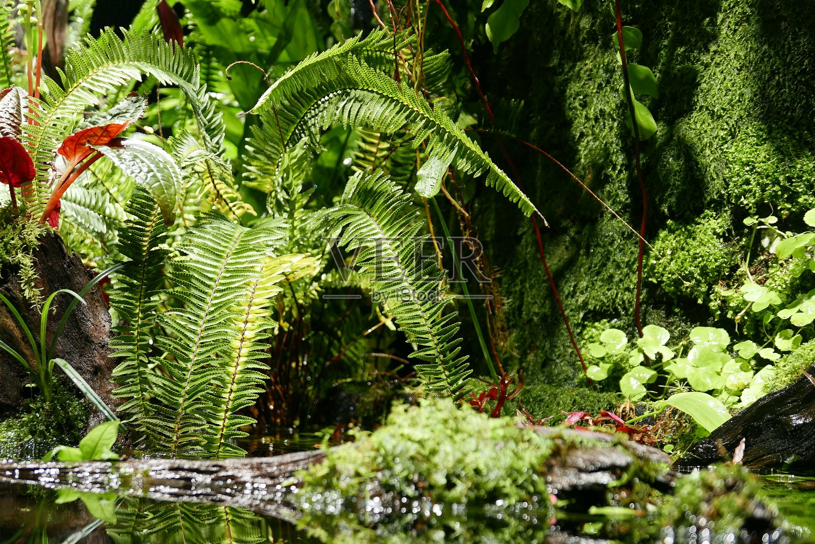 自然照片摄影图片