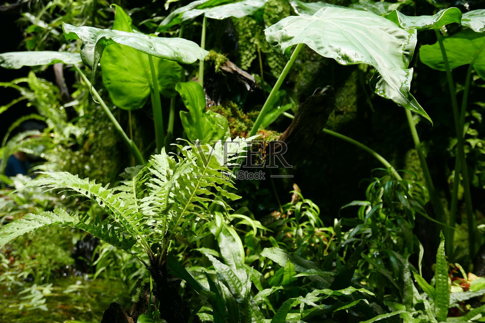 自然照片摄影图片