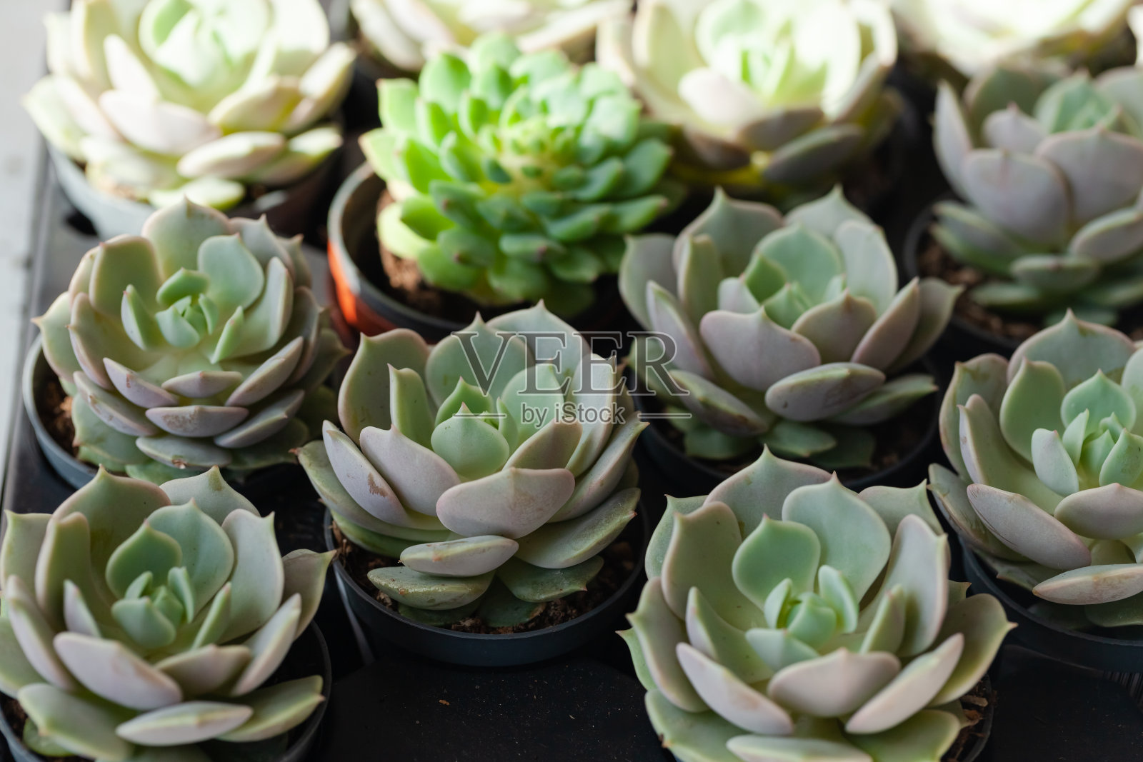 混合不同的多肉菊苣室内花盆。家庭园艺的概念，爱好，休闲。白色木制背景。近距离、宏照片摄影图片