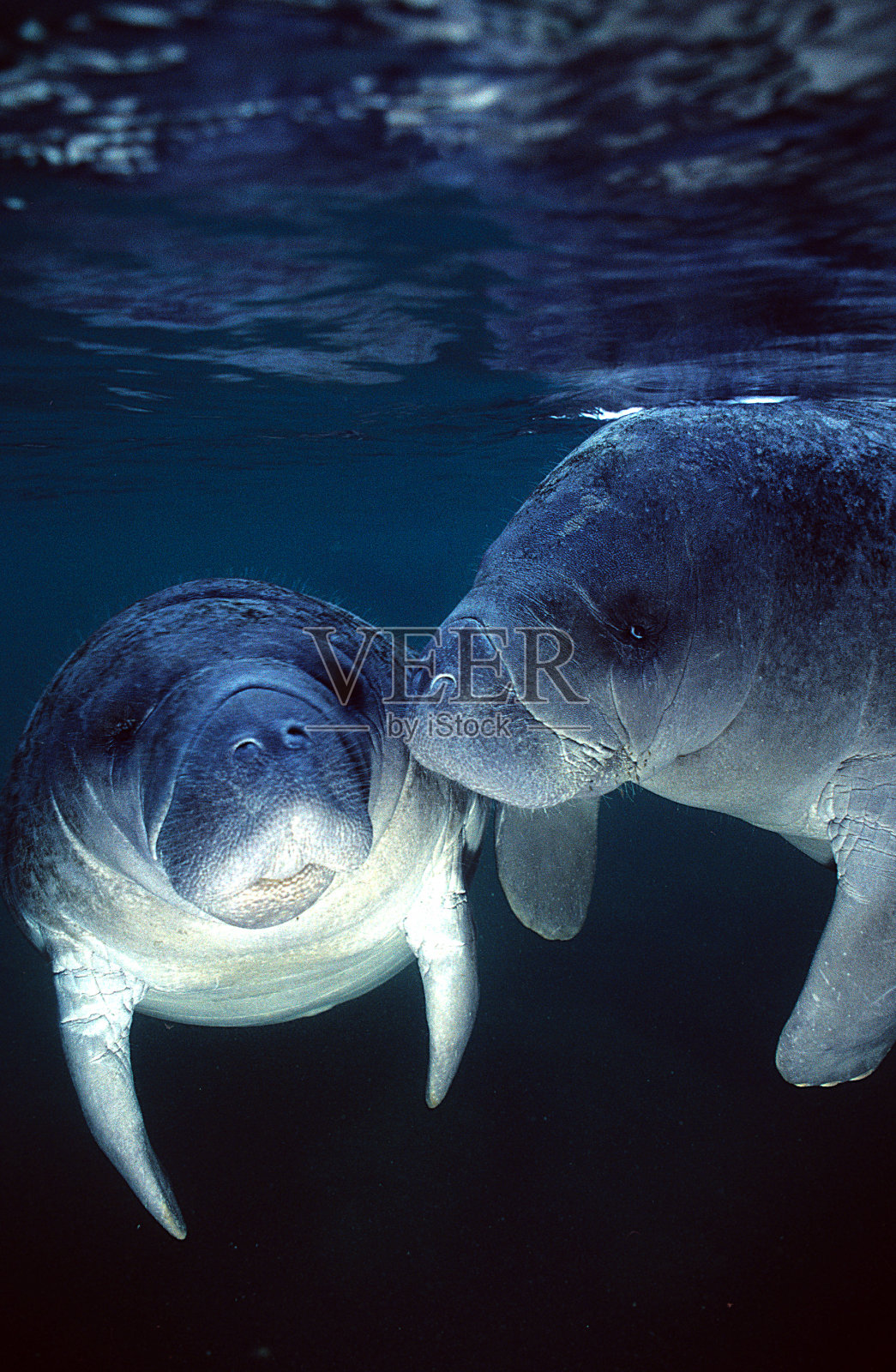 佛罗里达海牛照片摄影图片