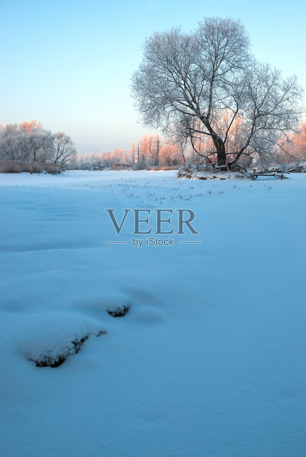 冬天的风景。一棵孤独的树在一个霜冻的日子在蓝天。照片摄影图片