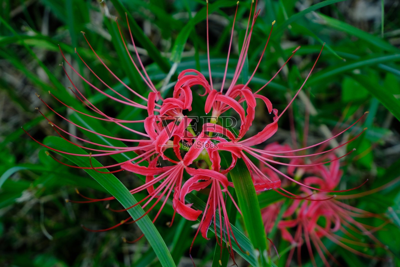 石蒜的日本秋景照片摄影图片