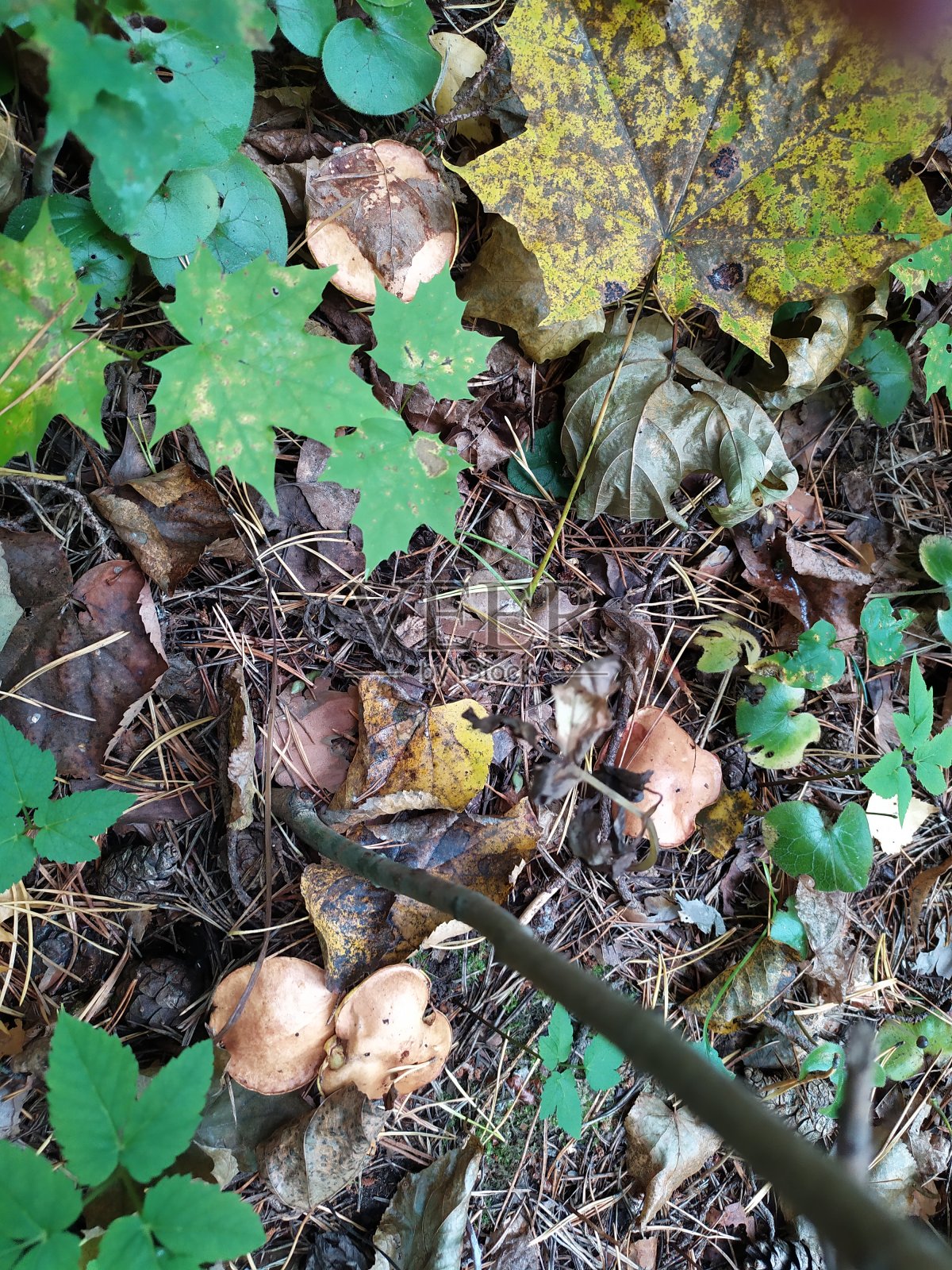 牛肝菌在草地和落叶上生长照片摄影图片