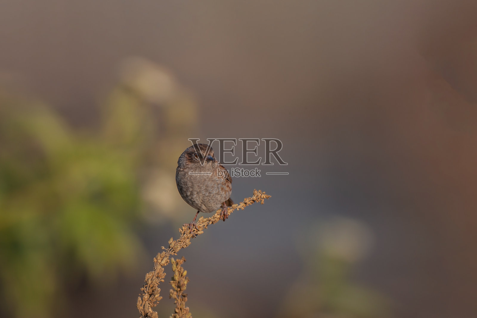 篱雀照片摄影图片
