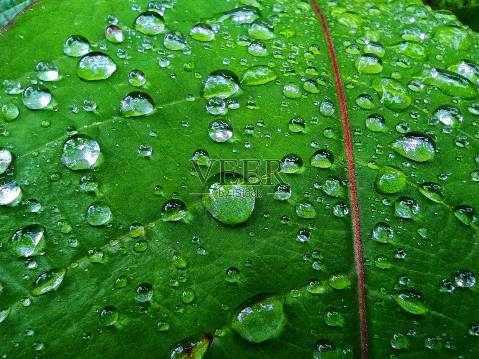 美丽的大自然壁纸上的水滴在绿色的叶子照片摄影图片