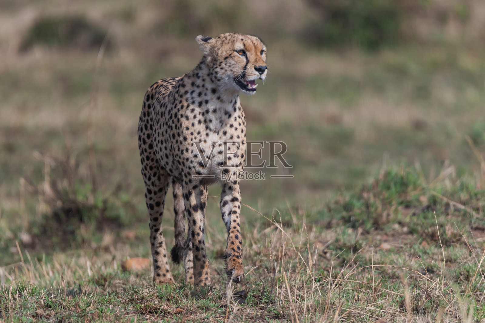 马赛马拉的一只孤独的猎豹照片摄影图片