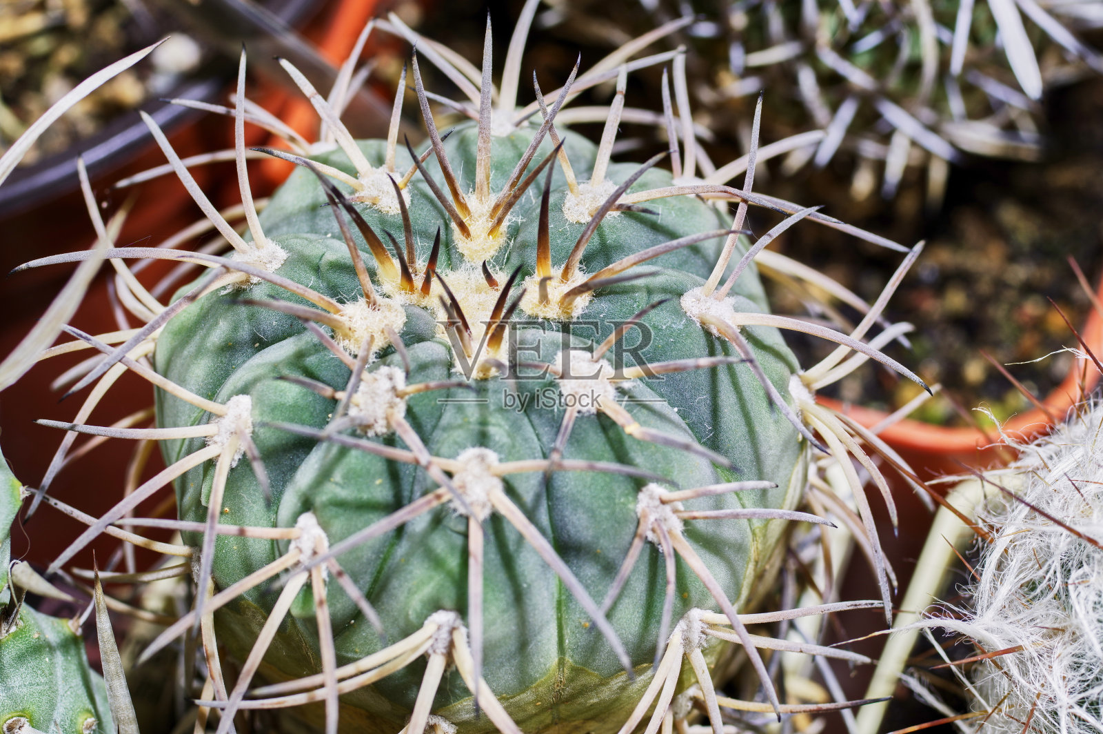 仙人掌特写。红色和棕色的有力针照片摄影图片