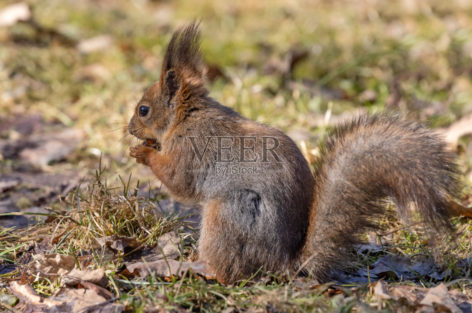 橙子细松鼠吃坚果照片摄影图片