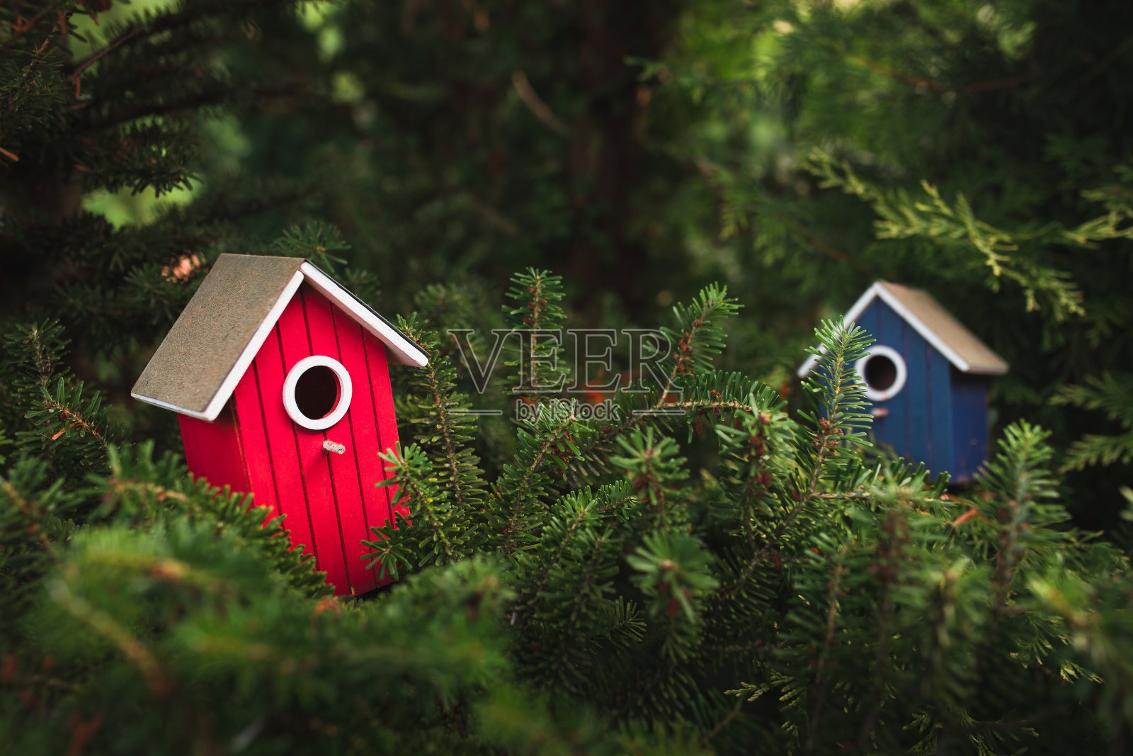 树冠上色彩鲜艳的鸟舍已经准备好让小鸡居住了照片摄影图片