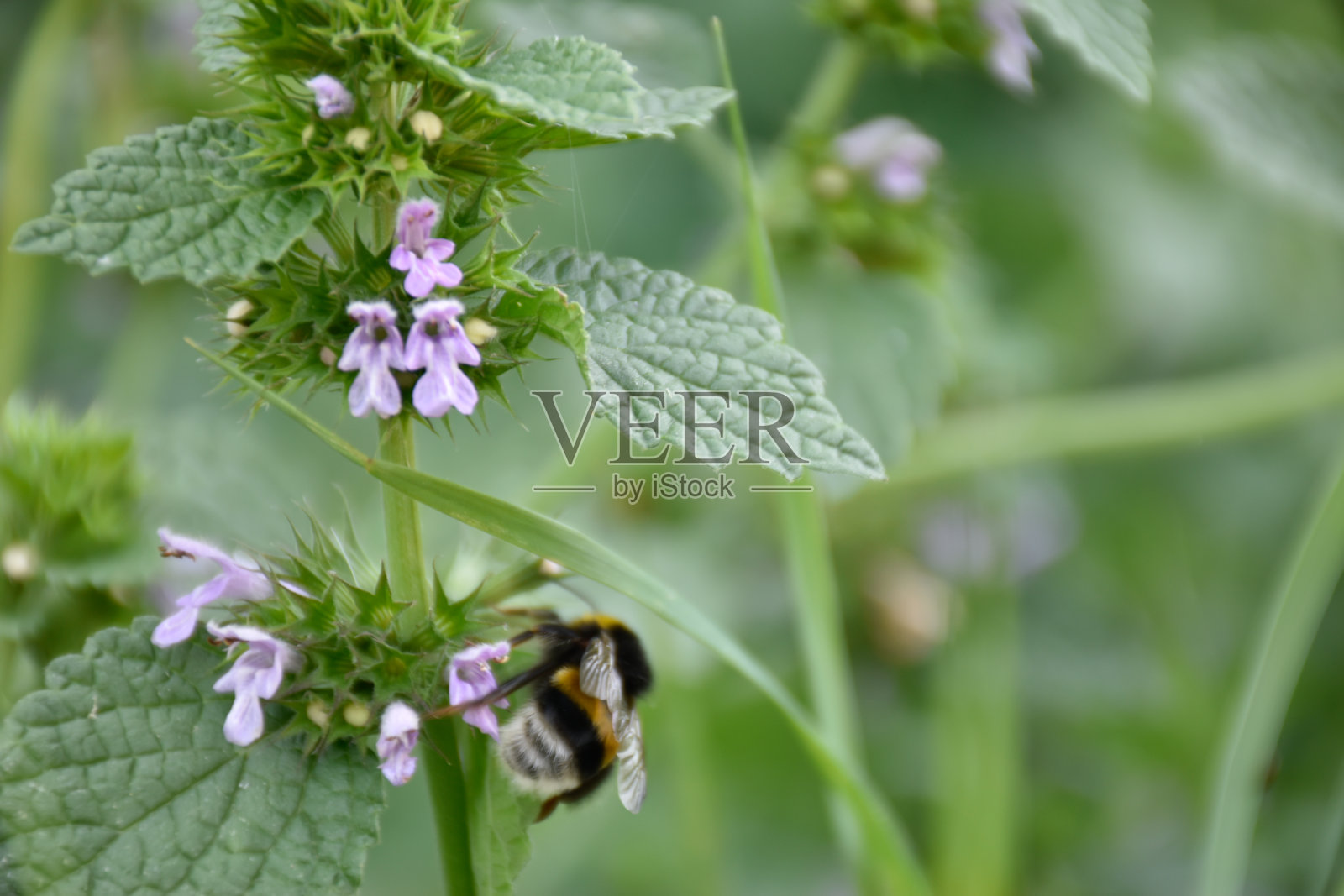大黄蜂坐在盛开的紫色野花上。照片摄影图片